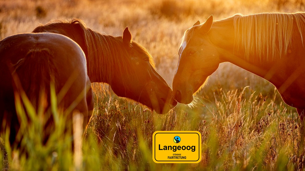 Übersichtskarte von Langeoog mit der Aufschrift Moin